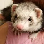 Features of feeding ferrets and keeping at home