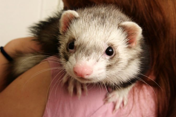 Features of feeding ferrets and keeping at home
