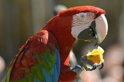 Features of feeding large parrots