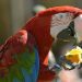 Beak disease in parrots