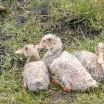 Features of growing and keeping conditions of Bashkir ducks, their possible diseases