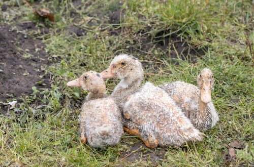 Features of growing and keeping conditions of Bashkir ducks, their possible diseases