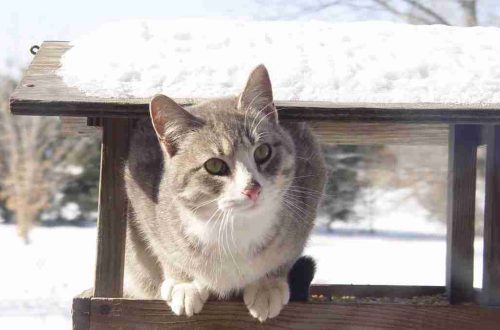 Ձմռանը կատուներ պահելու և նրանց ակտիվությունը պահպանելու առանձնահատկությունները