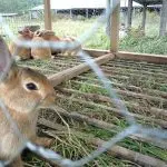 Features of keeping rabbits in an aviary with their own hands