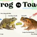 Features of representatives of the amphibian class and how a frog differs from a toad