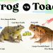 Reproduction of different types of frogs, how amphibians reproduce