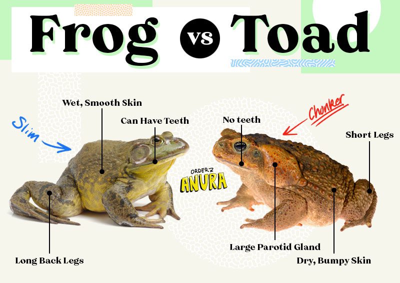 Features of representatives of the amphibian class and how a frog differs from a toad