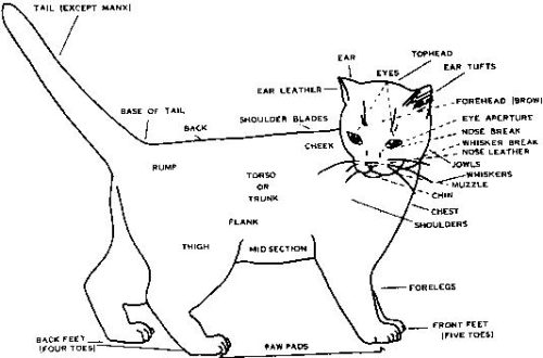 Features of the body structure of your cat