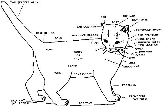 Features of the body structure of your cat
