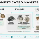 Features of the Campbell hamster breed – how to choose the right pet?