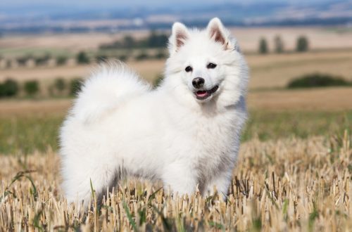 Features of the care and maintenance of Spitz puppies &#8211; feeding, walking and other nuances