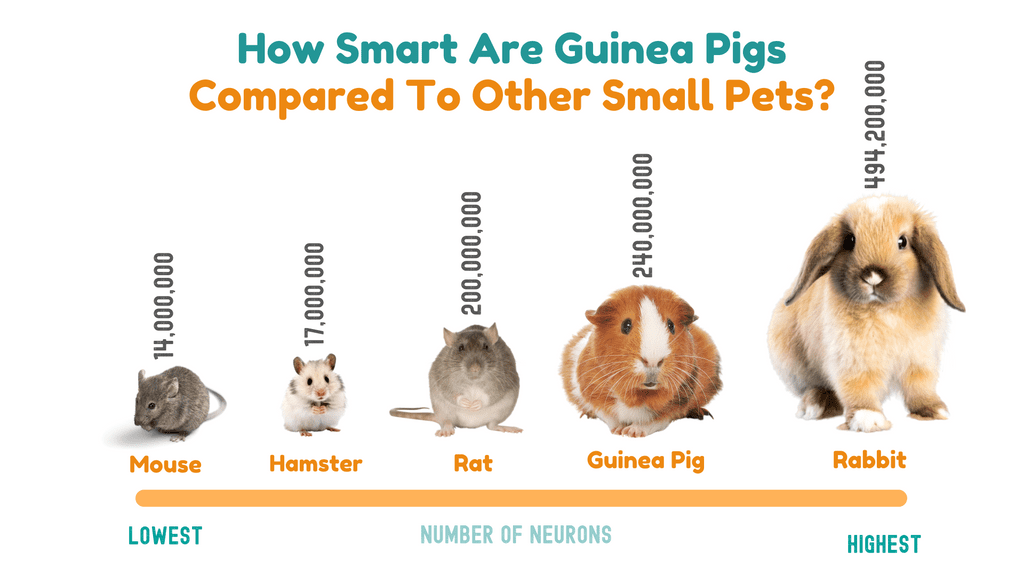 Features of the character, behavior and intelligence of guinea pigs