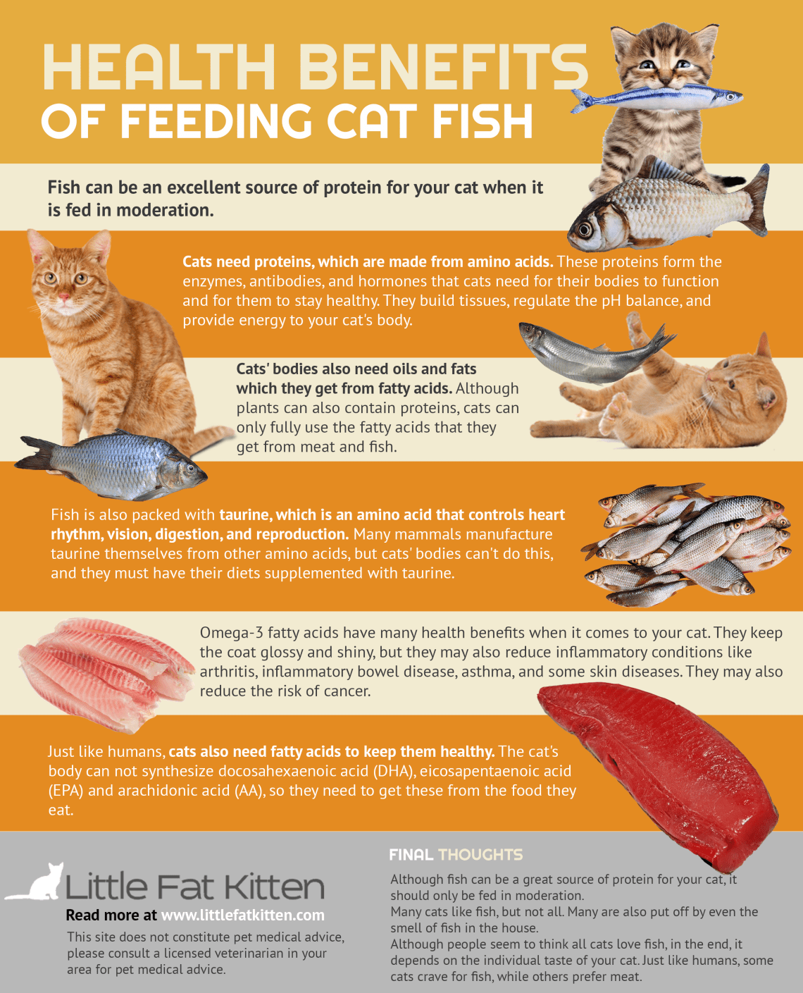 Feed your cat fish to keep her healthy