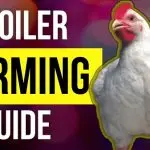 Feeding broiler chickens at home: features of broiler care and choosing the right diet