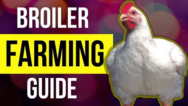 Feeding broiler chickens at home: features of broiler care and choosing the right diet