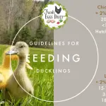 Feeding ducklings at home and what vitamins you need to feed daily ducklings