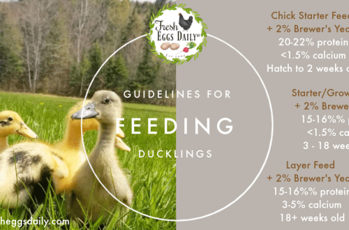 Feeding ducklings at home and what vitamins you need to feed daily ducklings