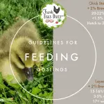 Feeding goslings: how to make a diet with vitamins, requirements for feeders and disease prevention