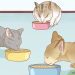 Ինչպես կարգավորել ձեր կատվի սննդակարգը
