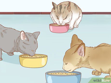 Feeding multiple cats: setting up a feeder