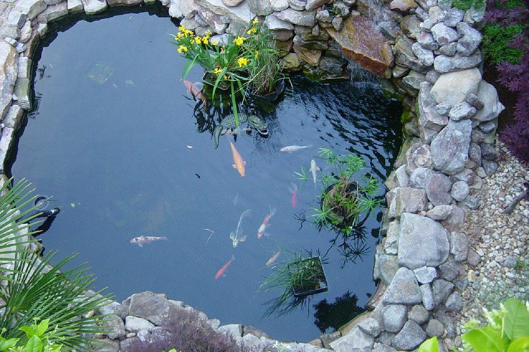 Feeding pond fish