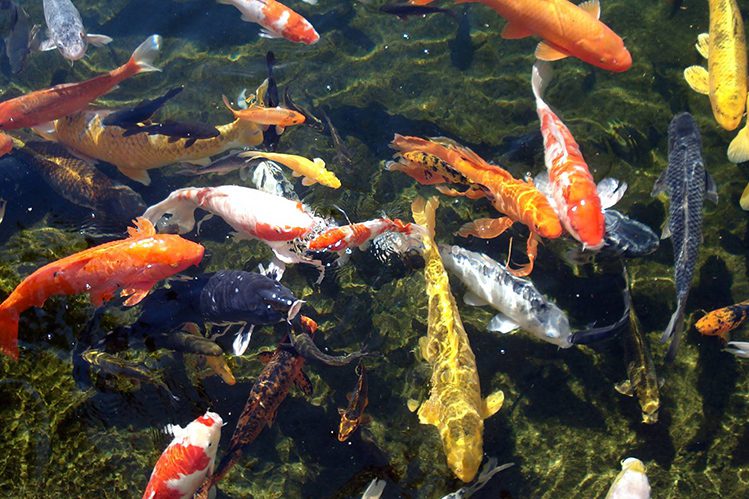 Feeding pond fish