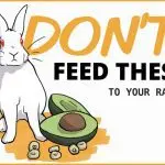 Feeding rabbits at home: what should be included in the diet and what should not be fed to rabbits