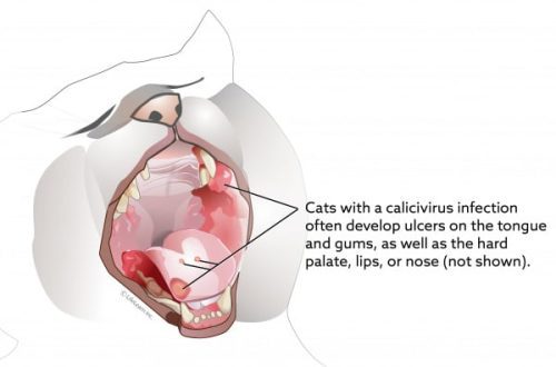 Feline calicivirus