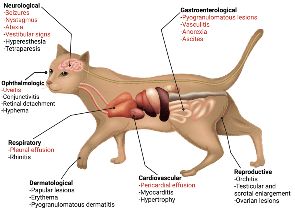 Feline coronavirus: signs and treatment