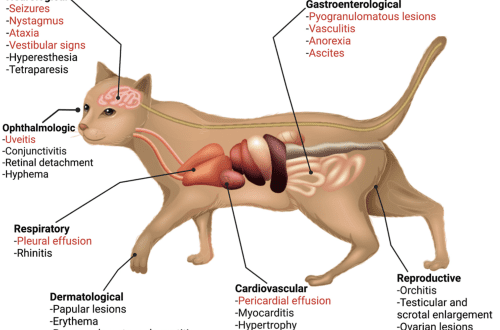 Mačji koronavirus: znakovi i liječenje