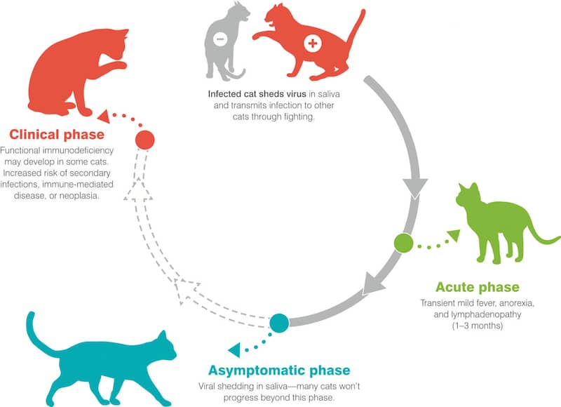feline immunodeficiency virus