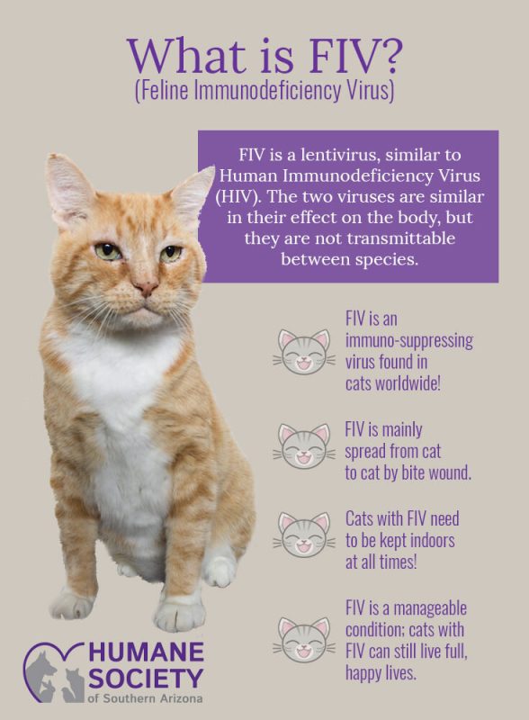 Feline immunodeficiency virus: symptoms and signs