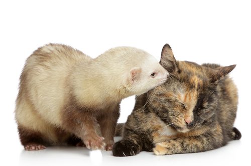 Ferret and cat under one roof