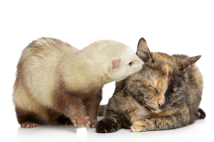 Ferret and cat under one roof