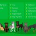 Decorative dogs: breeds and features