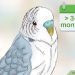 How long do Corella parrots live at home