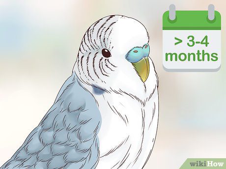 Find out the age of a budgerigar: external signs of a young parrot