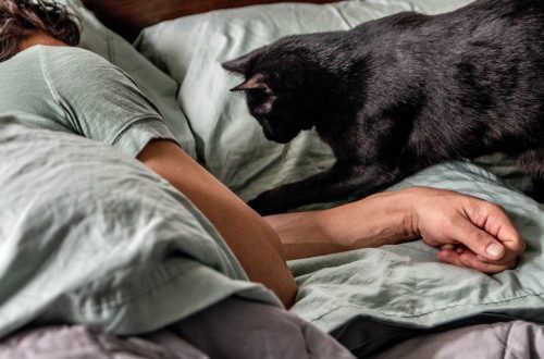Find out why your cat won&#8217;t let you sleep at night