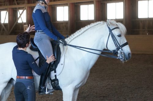 Finding harmony in training trot