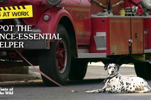 Fire dogs and their work