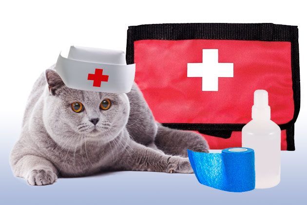 First aid kit for a cat