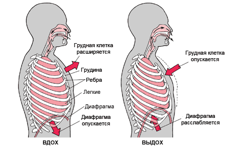 #FitnessForSaddle from Galina Chernaya: How to relax your shoulders and lower back