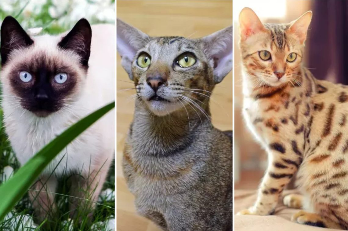 Five cat breeds that hardly shed
