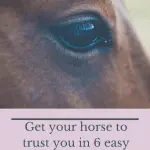 Five Easy Ways to Build Your Horse’s Trust