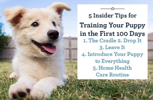 Five tips for training your puppy