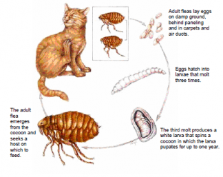 Fleas and worms