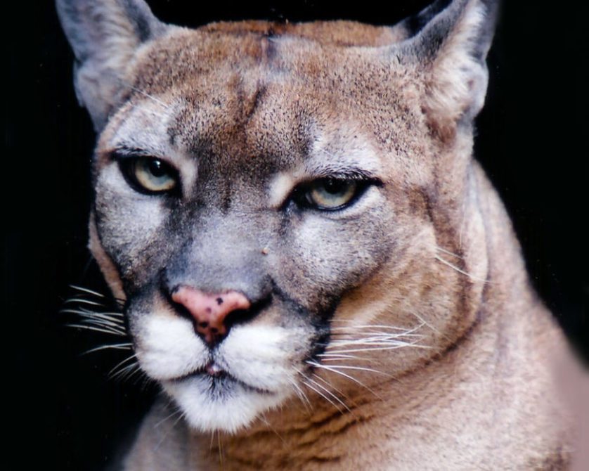 Florida cougar: description of the species, the struggle for survival and human help to cats