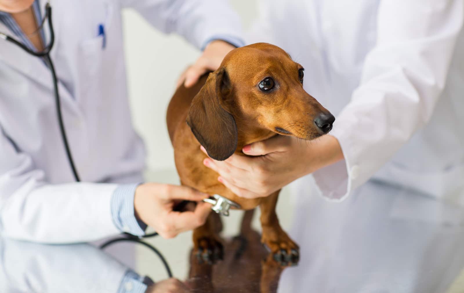 Flu Vaccine for Dogs: What you need to know