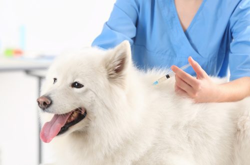 Flu Vaccine for Dogs: What you need to know