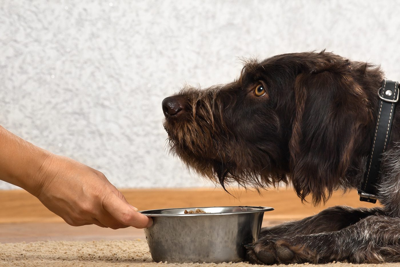 Food Allergies in Dogs: Symptoms and Treatment